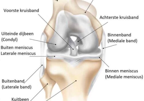 KNIE ANATOMIE KNIE ANATOMIE