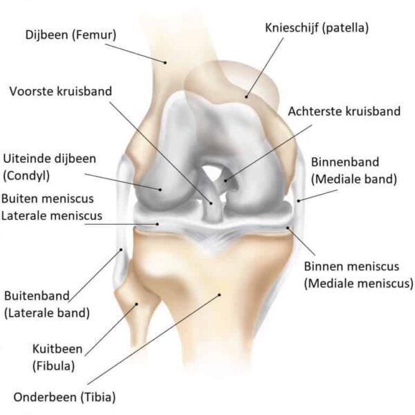 KNIE ANATOMIE KNIE ANATOMIE